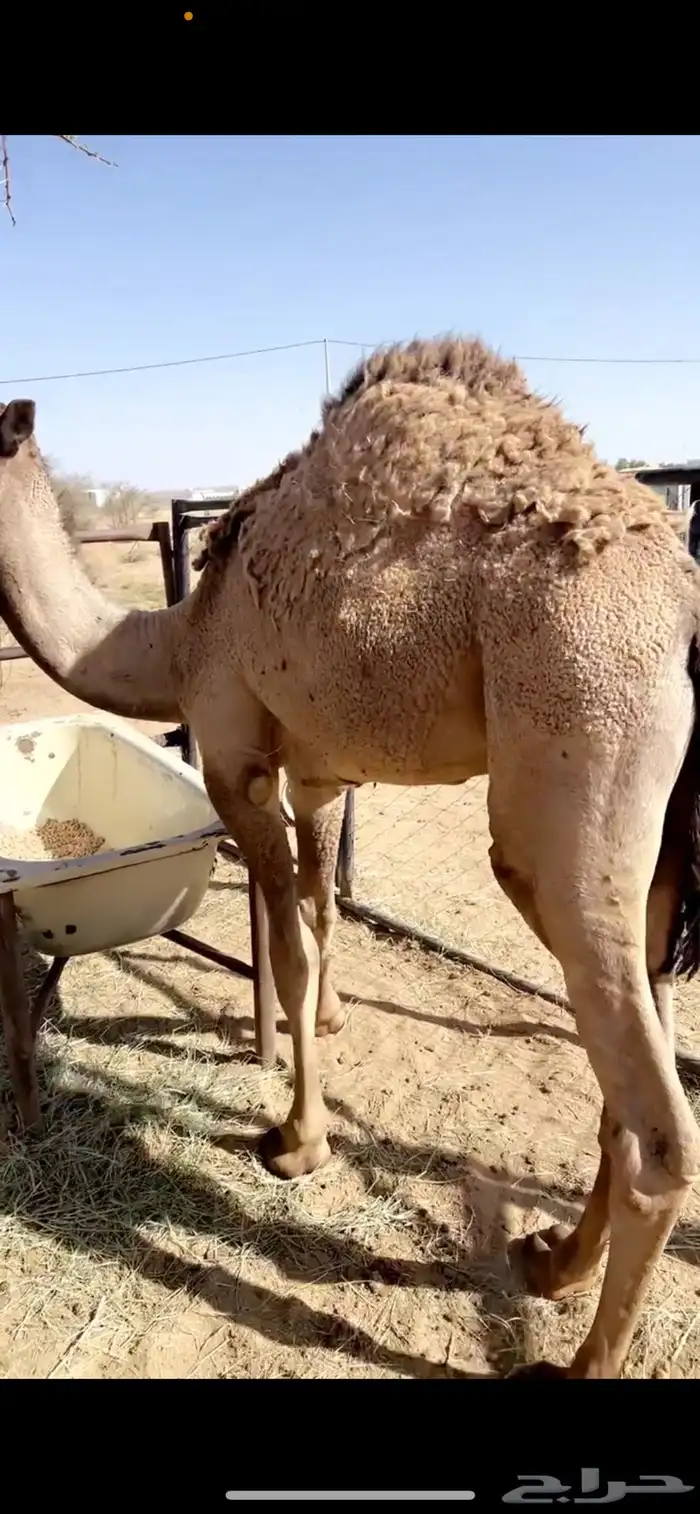 قعود ذبح يوم الخميس اجزاء 1