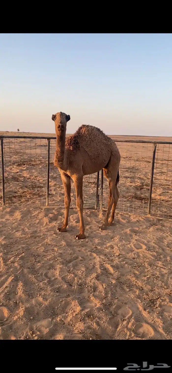 قعدان للبيع 3