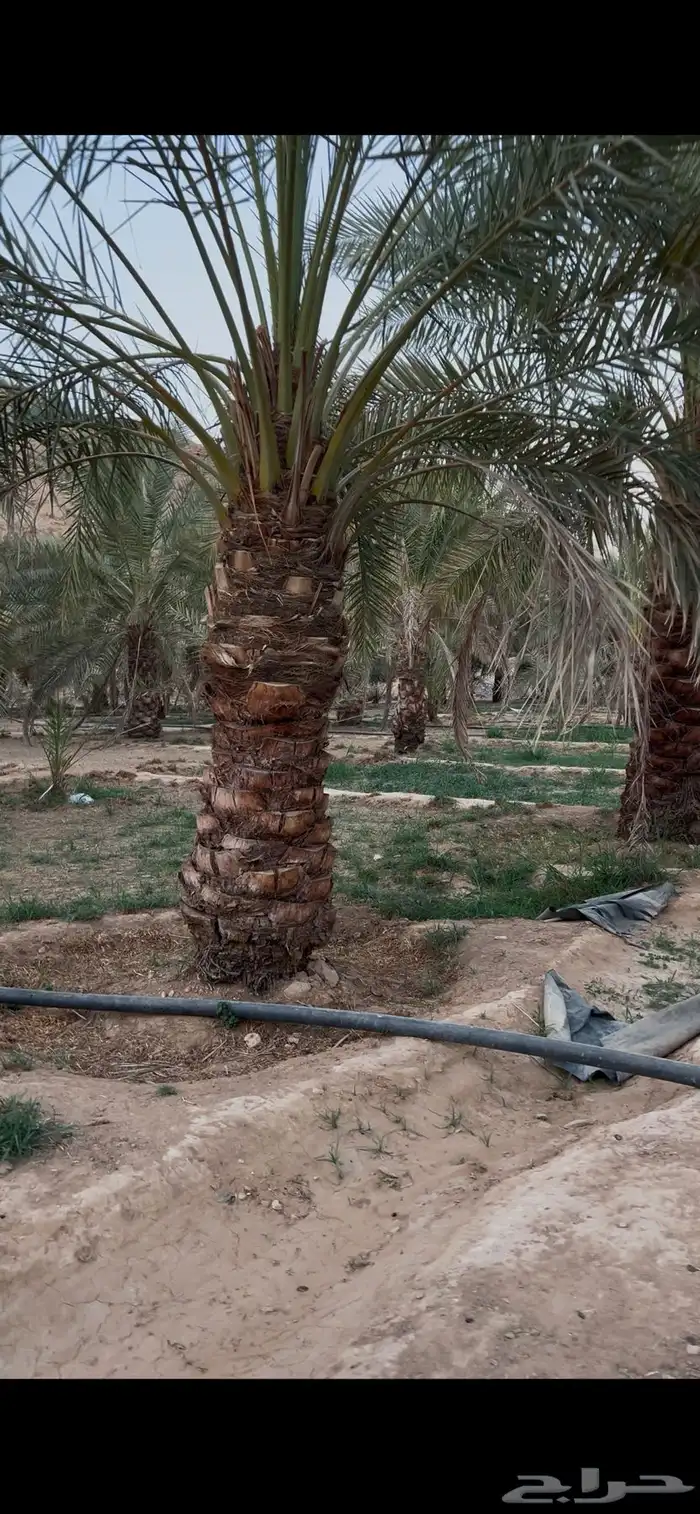 نخل نقايل طول مترين واكثر 5