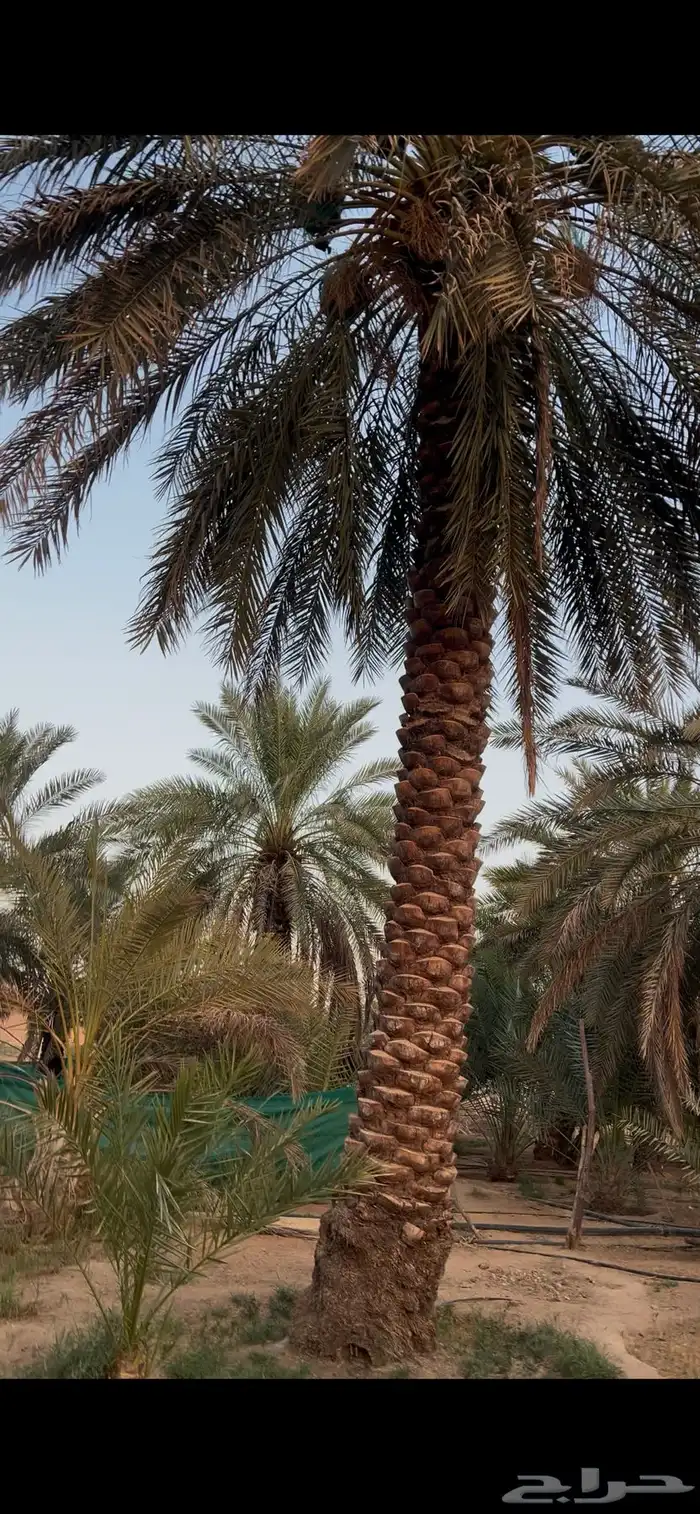 نخل نقايل طول مترين واكثر 12