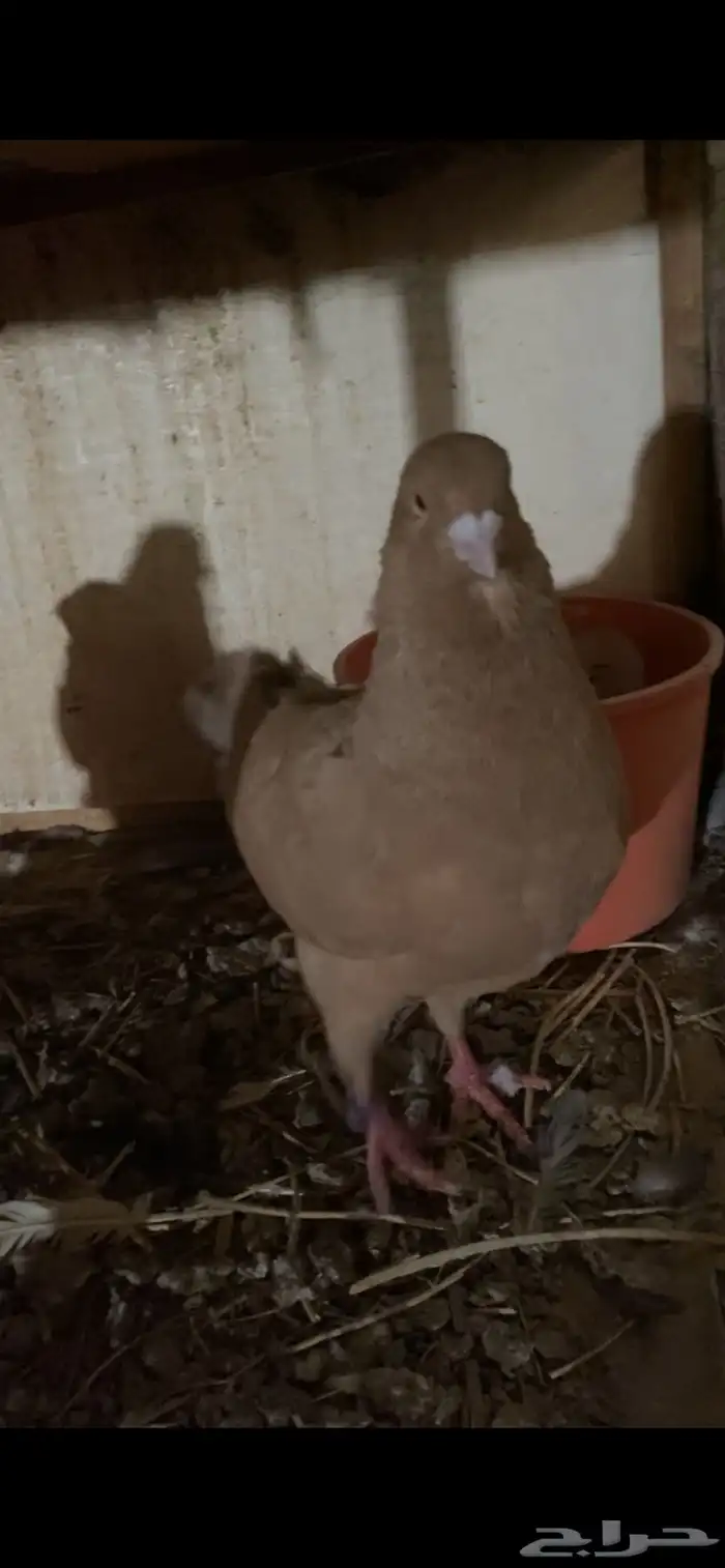 زواج كنق 3