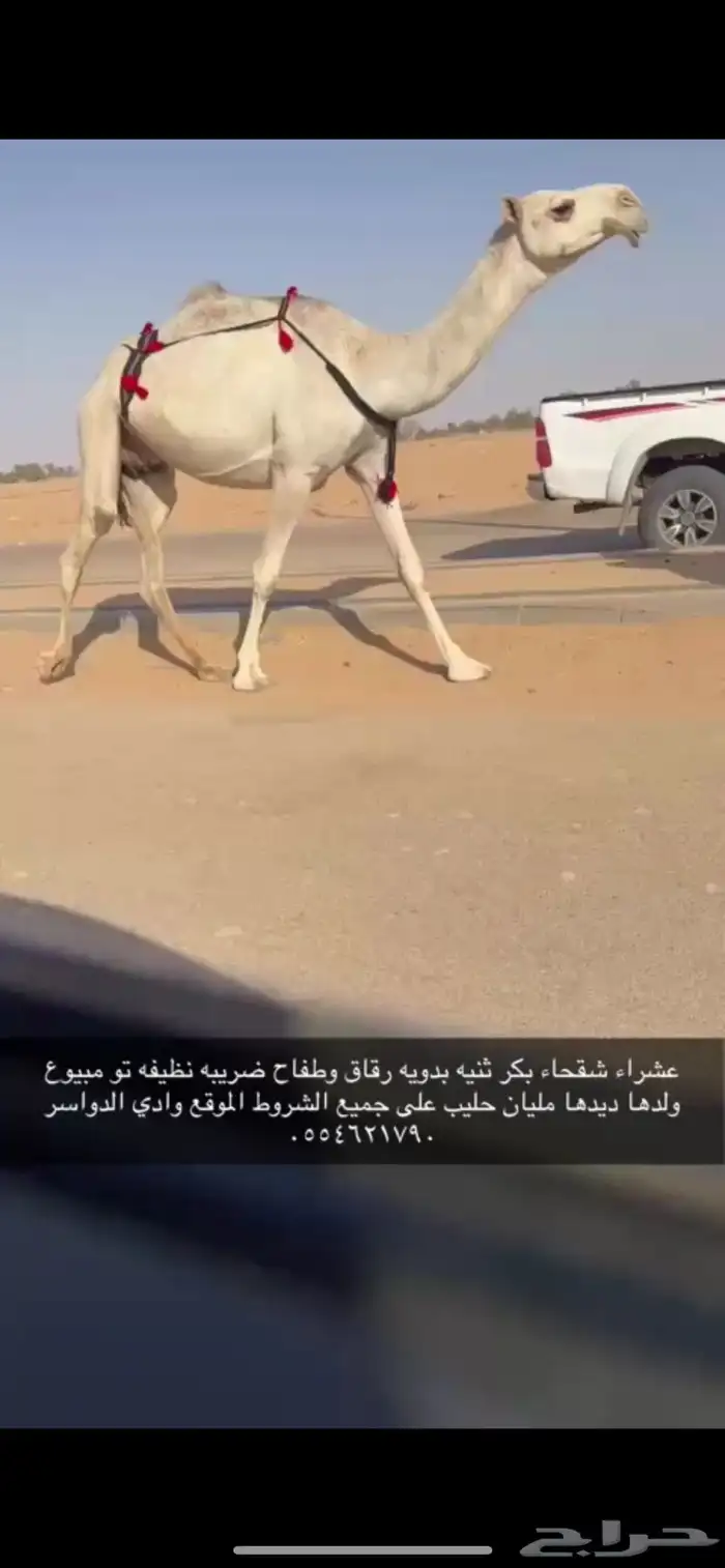 ضروبه شقحا بكر ثنيه مبيوع ولدها 0