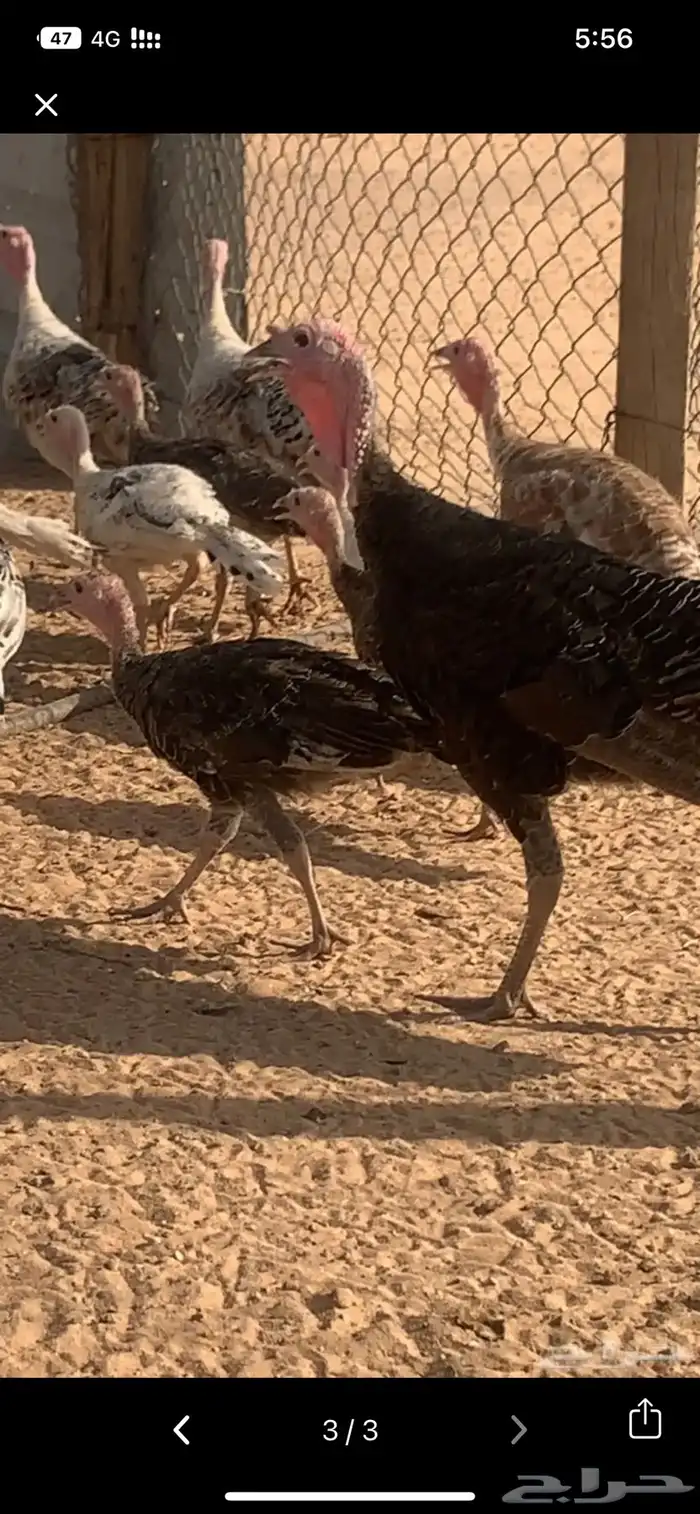 طريق الرماح في بدايته وانت داخل من طريق الدمام 7