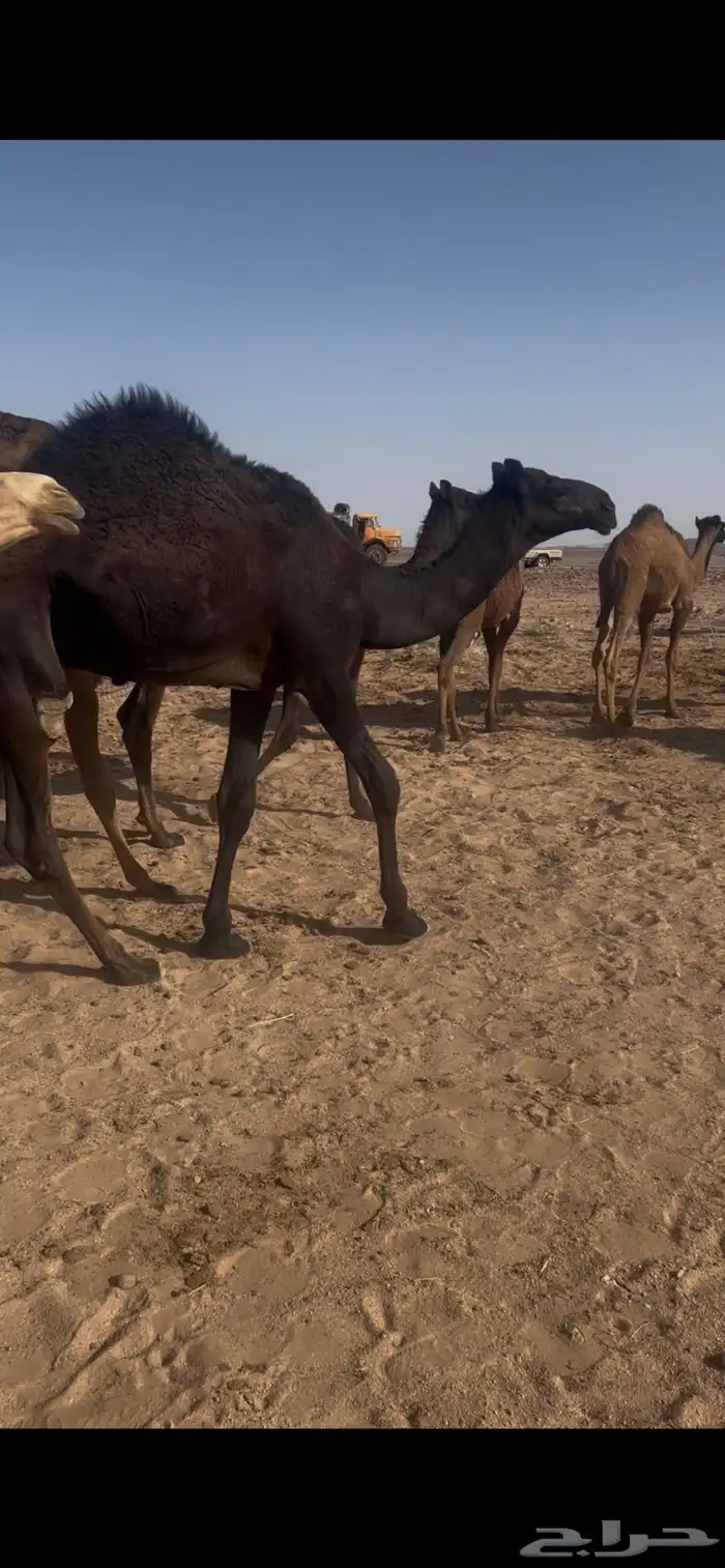 حشو لبانيه 4