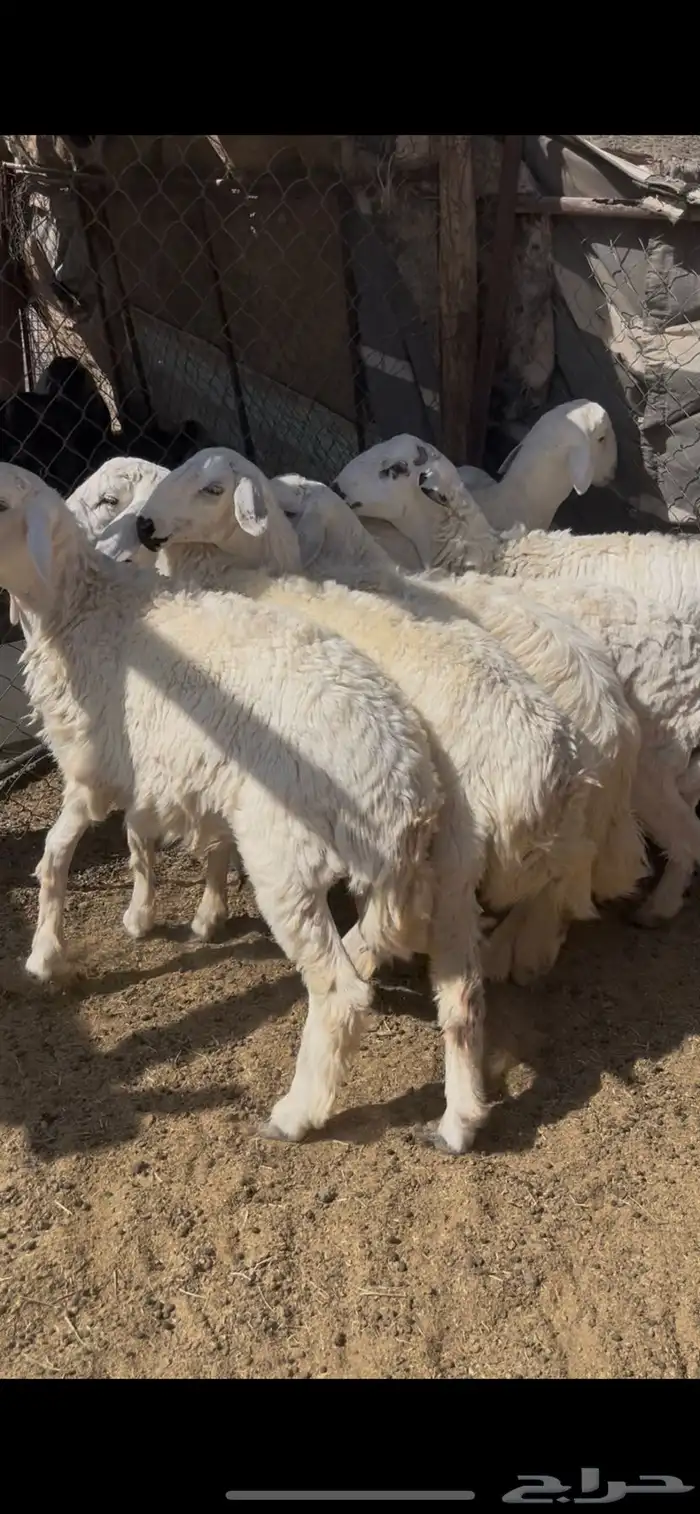 طليان شحم وطرف 4