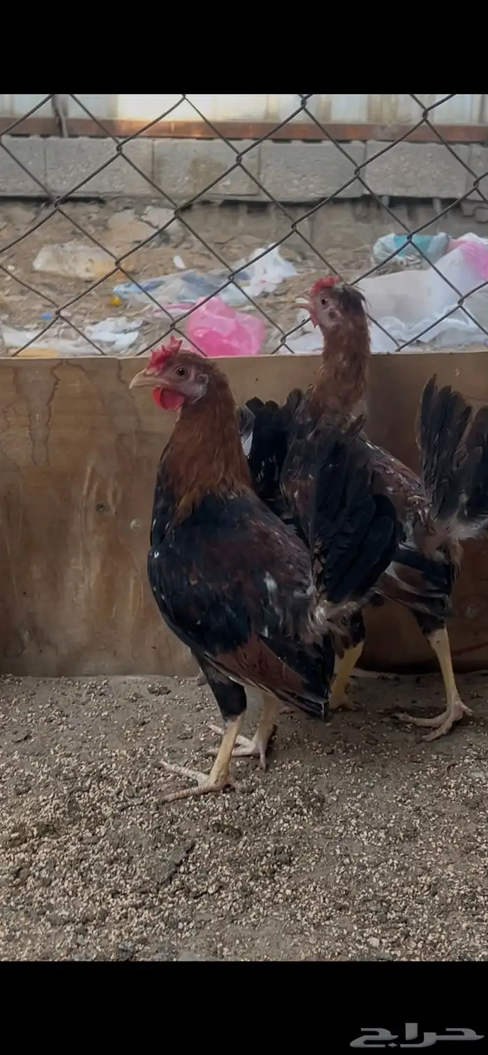 سلام عليكم للبيع دياكه صحه ونظافه 9