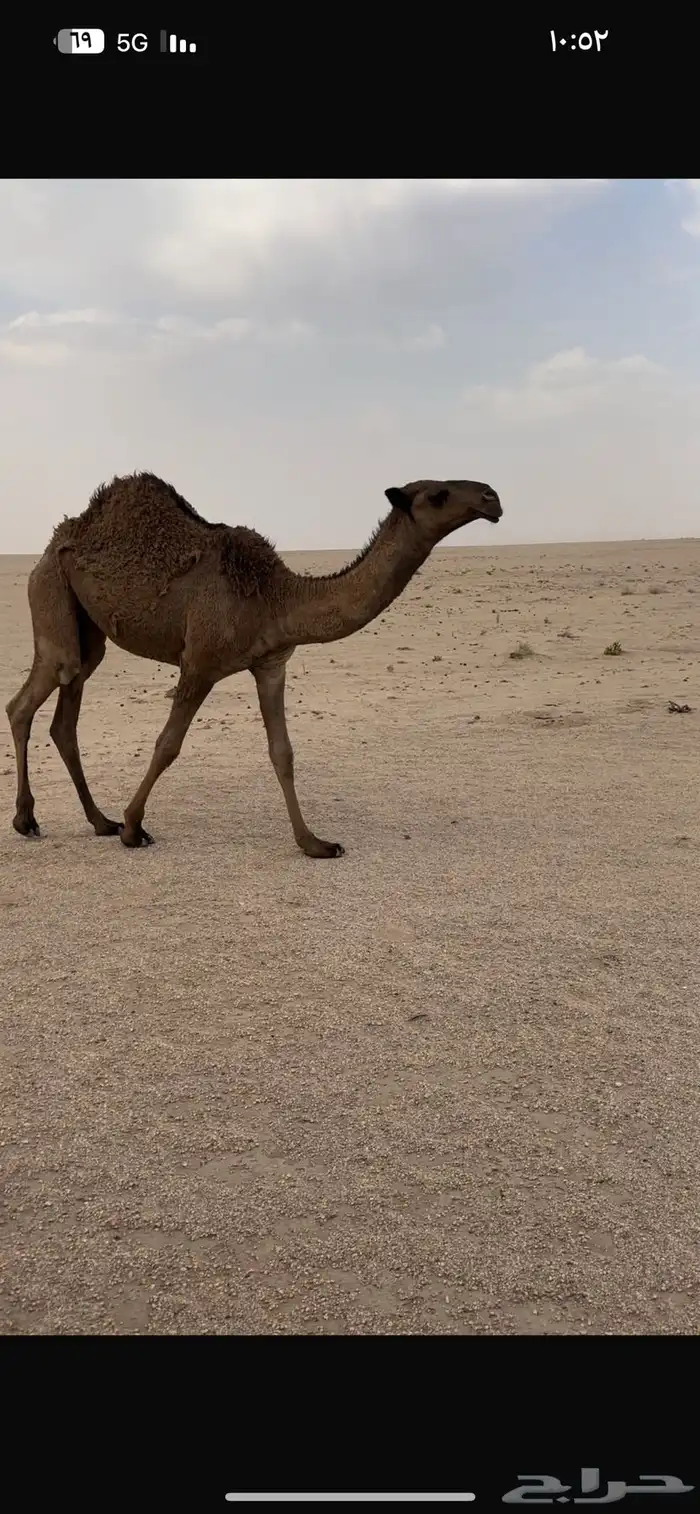 بكره صفرا كفو 2