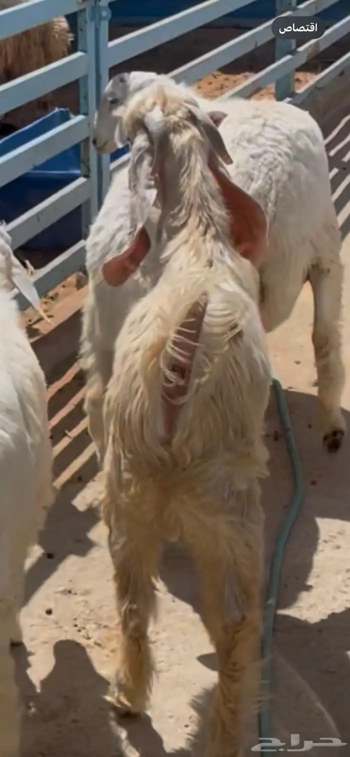 تيس للبيع. العمر شهرين 3