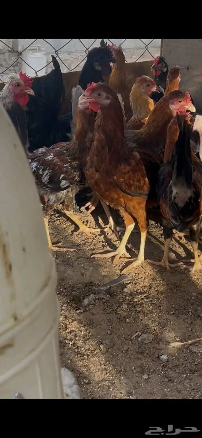سلام عليكم للبيع دياكه صحه ونظافه 3