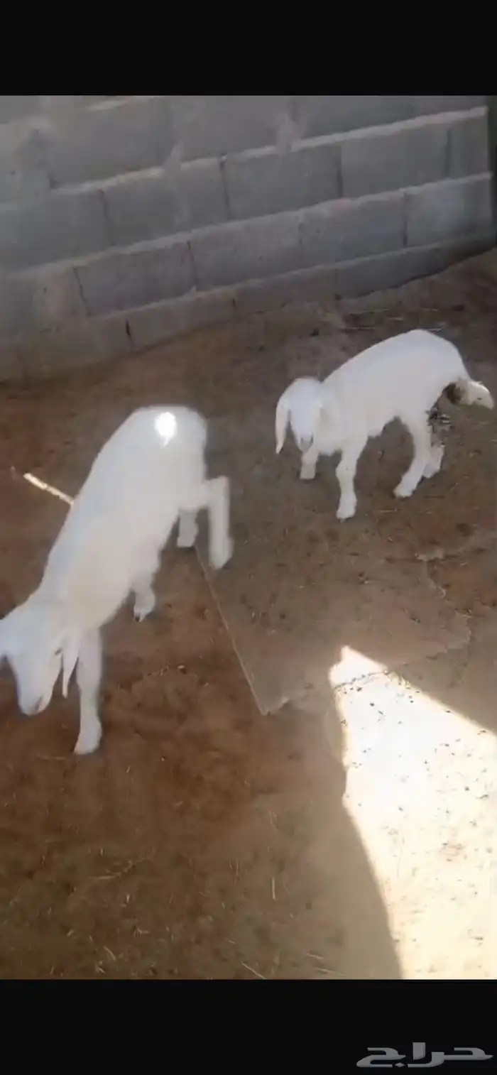 داوغير رخال للبيع 0