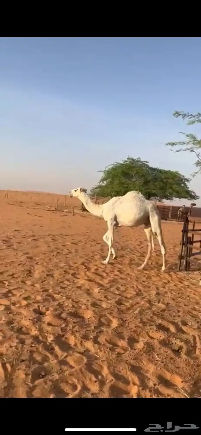 قعود قصب 0