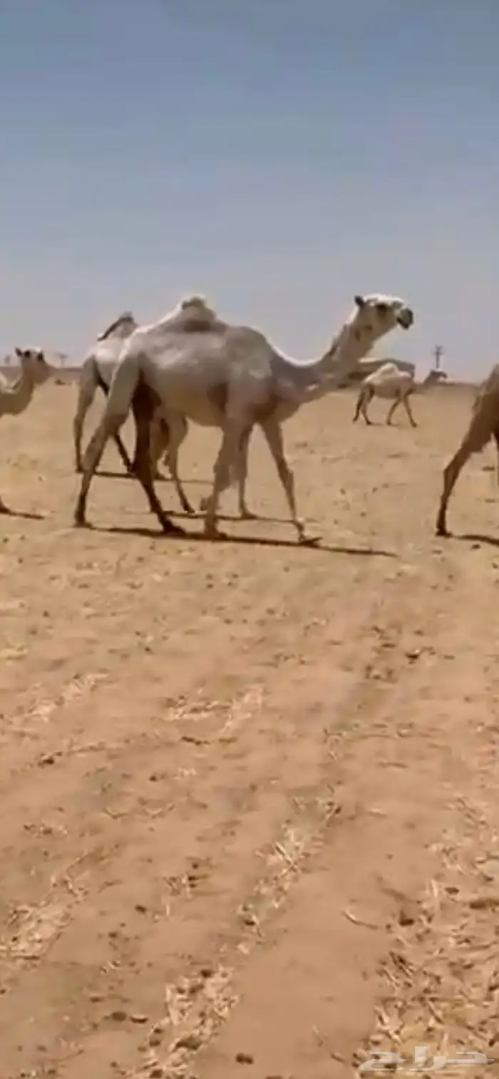 مفروده باتليه كفووو 1