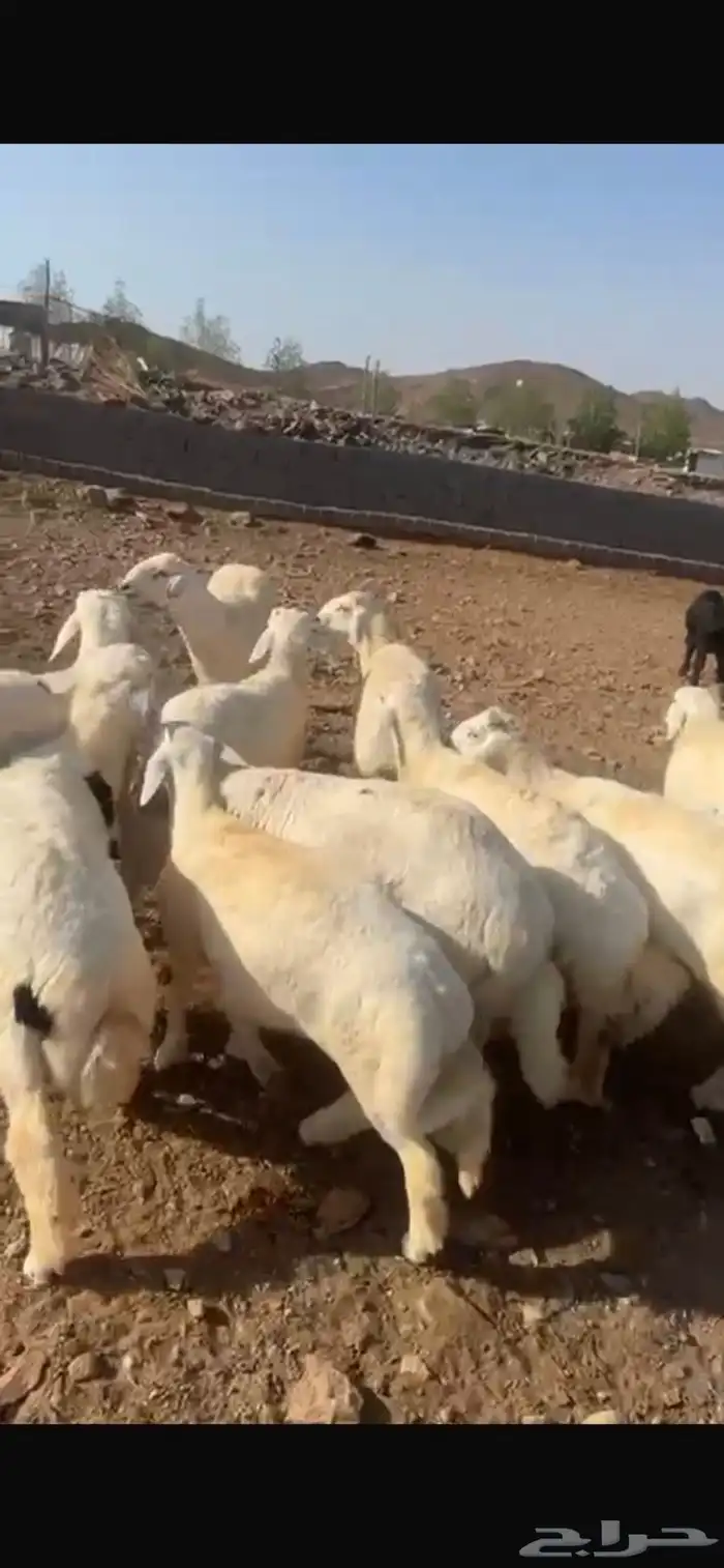 طليان نضيفه العدد 21 0