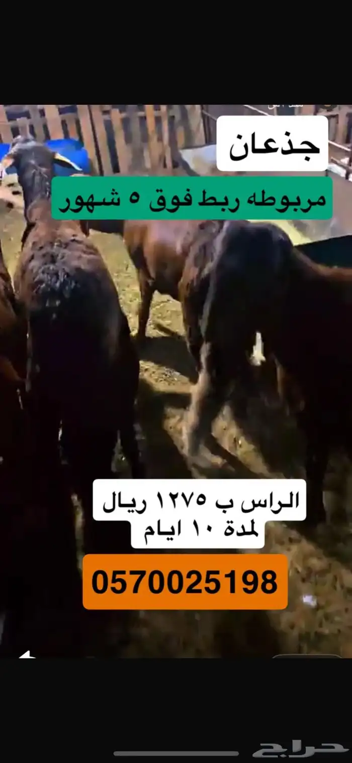 سواكن شحم ولحم العدد 5 1