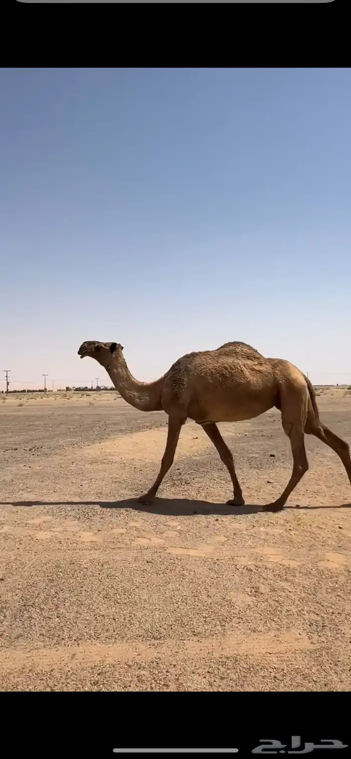 للبيع ضروبه شعلا 3