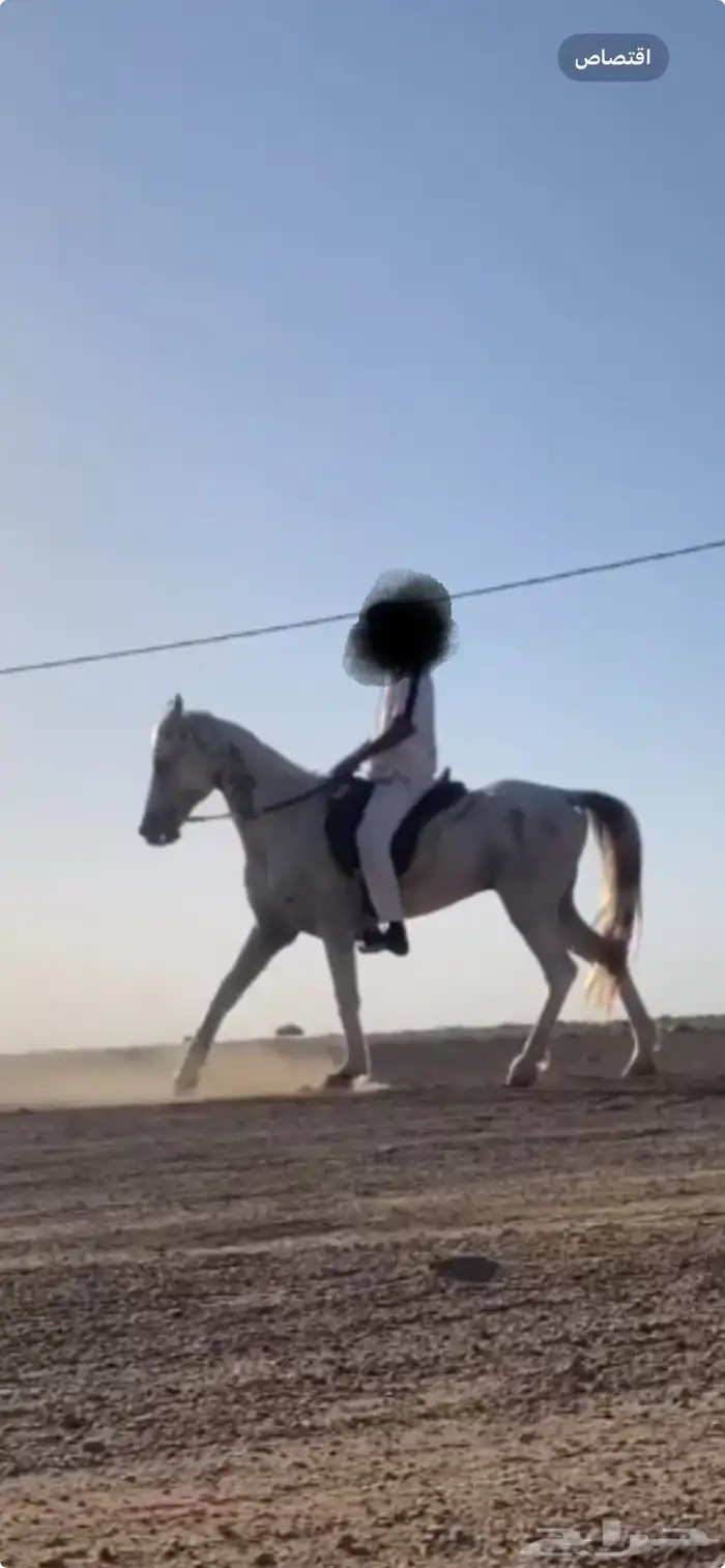 حصان شعبي 1