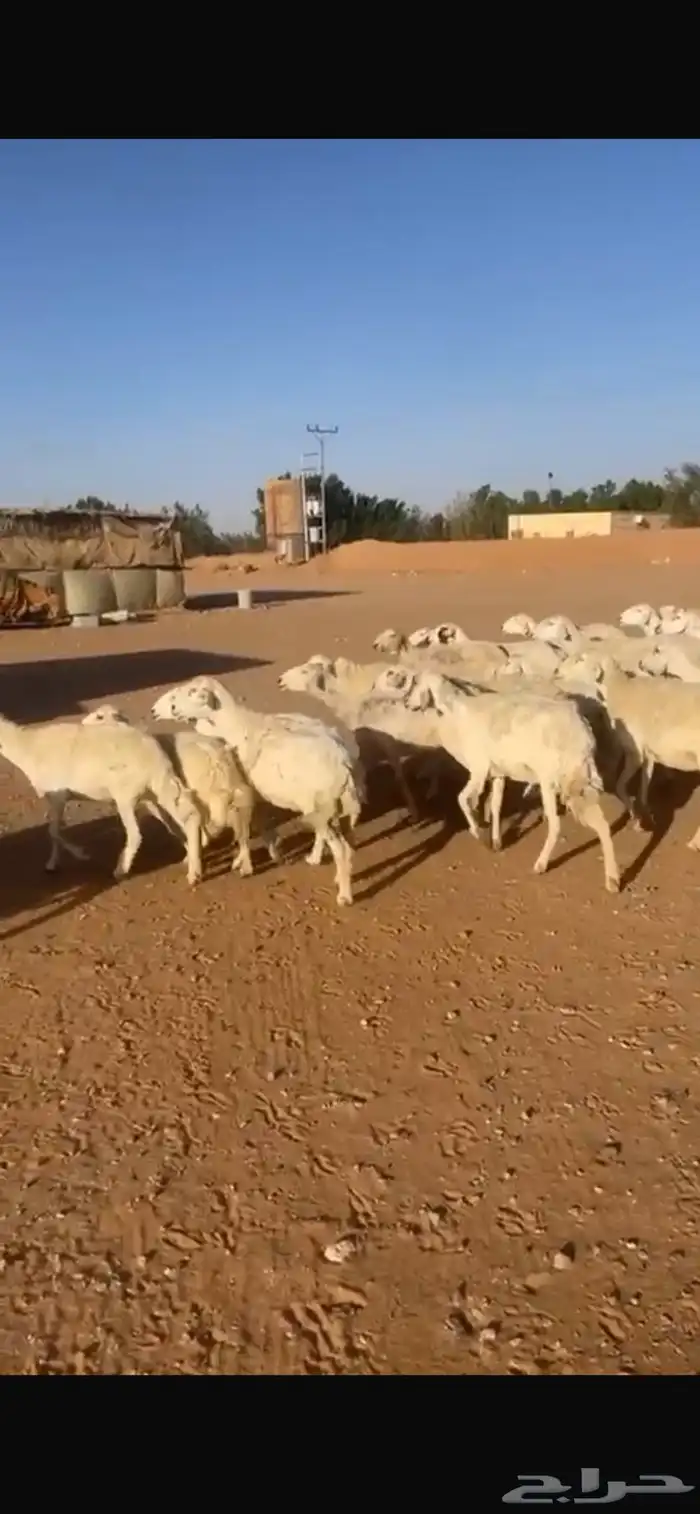 حريات دفيع مقاني 1