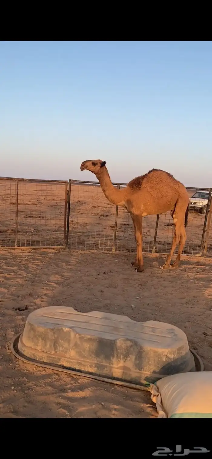 قعدان للبيع 1