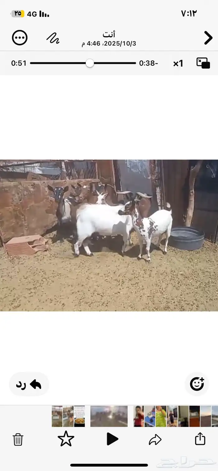 تيس فحل جنوبي العمر سديس 1