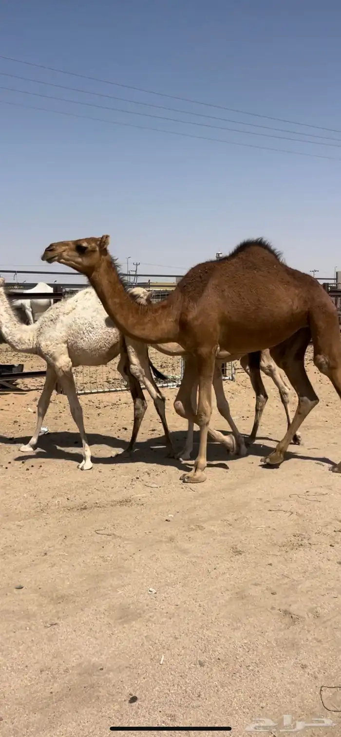 بكره حمراء مقنى 0