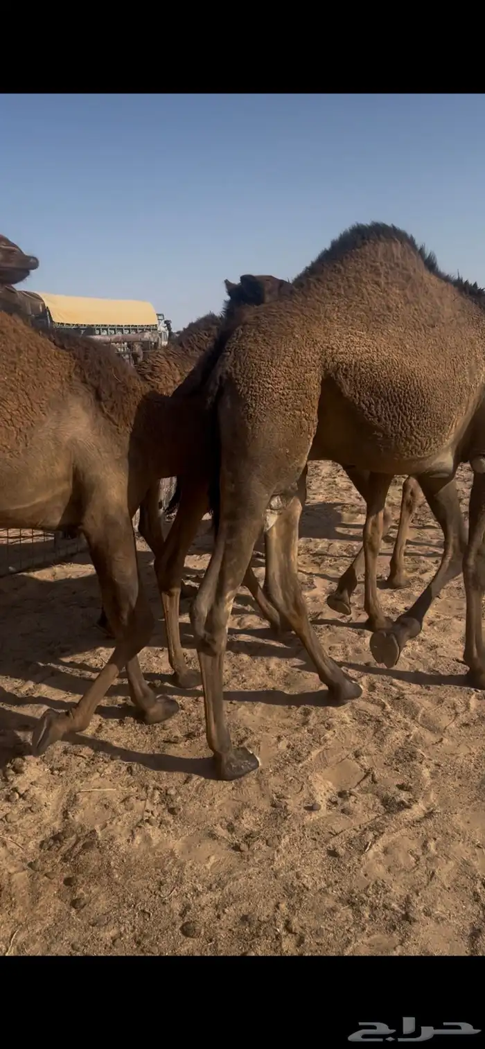 حشو لبانيه 0