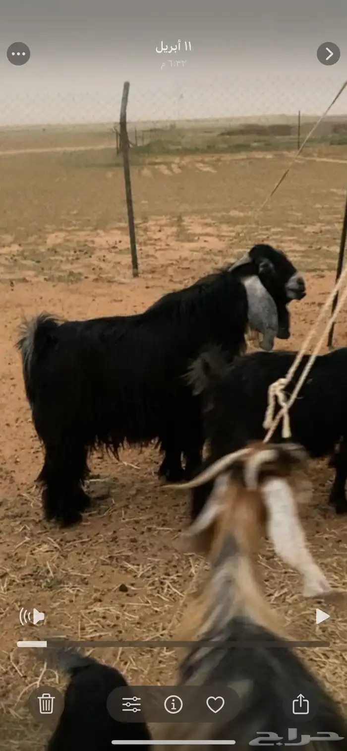 فحل عارضي جذع 2