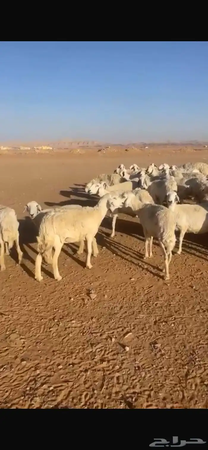 حريات دفيع مقاني 0