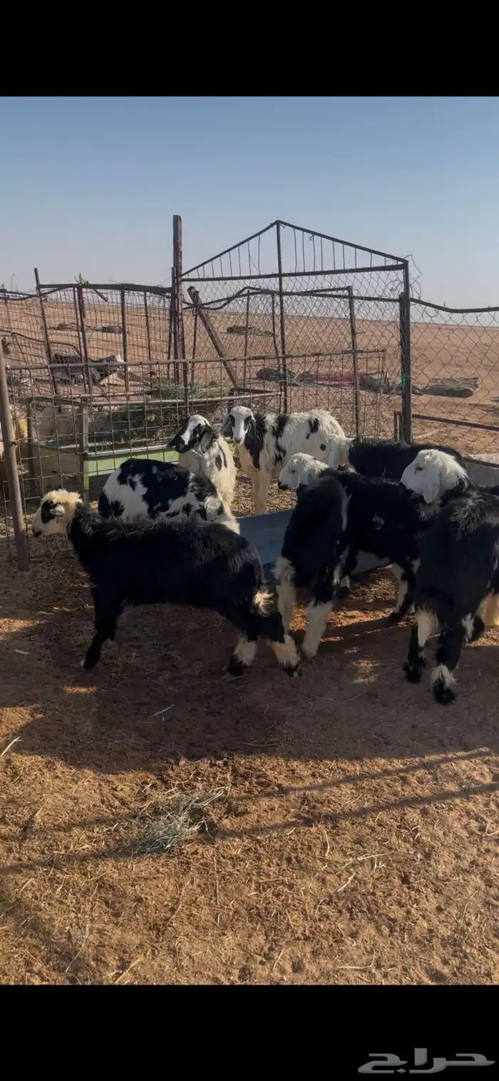 للبيع بهم نجد 3