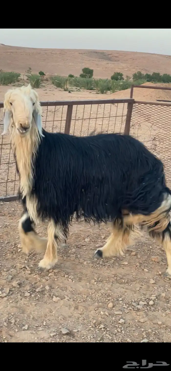 فحل نجدي 9