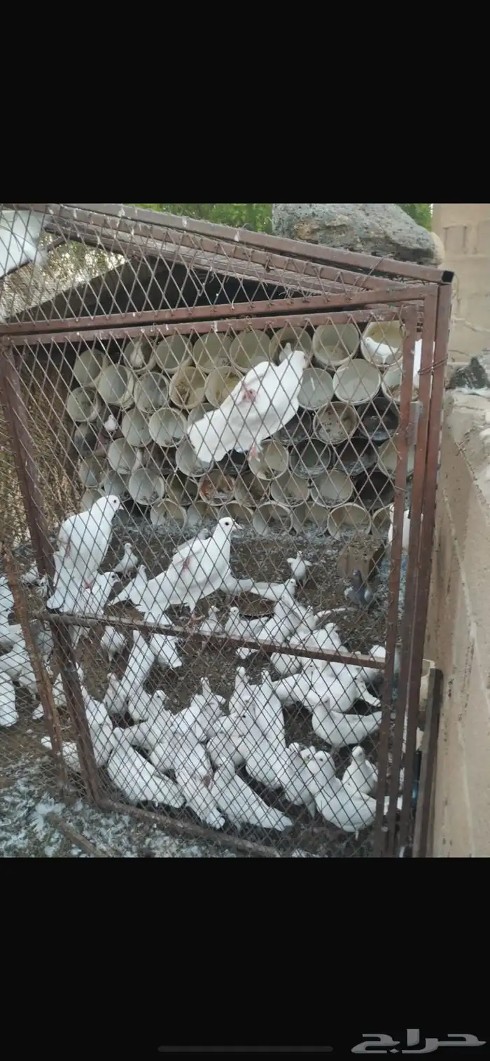 يوجد لدينا حمام فرنسي منتج شرط 0