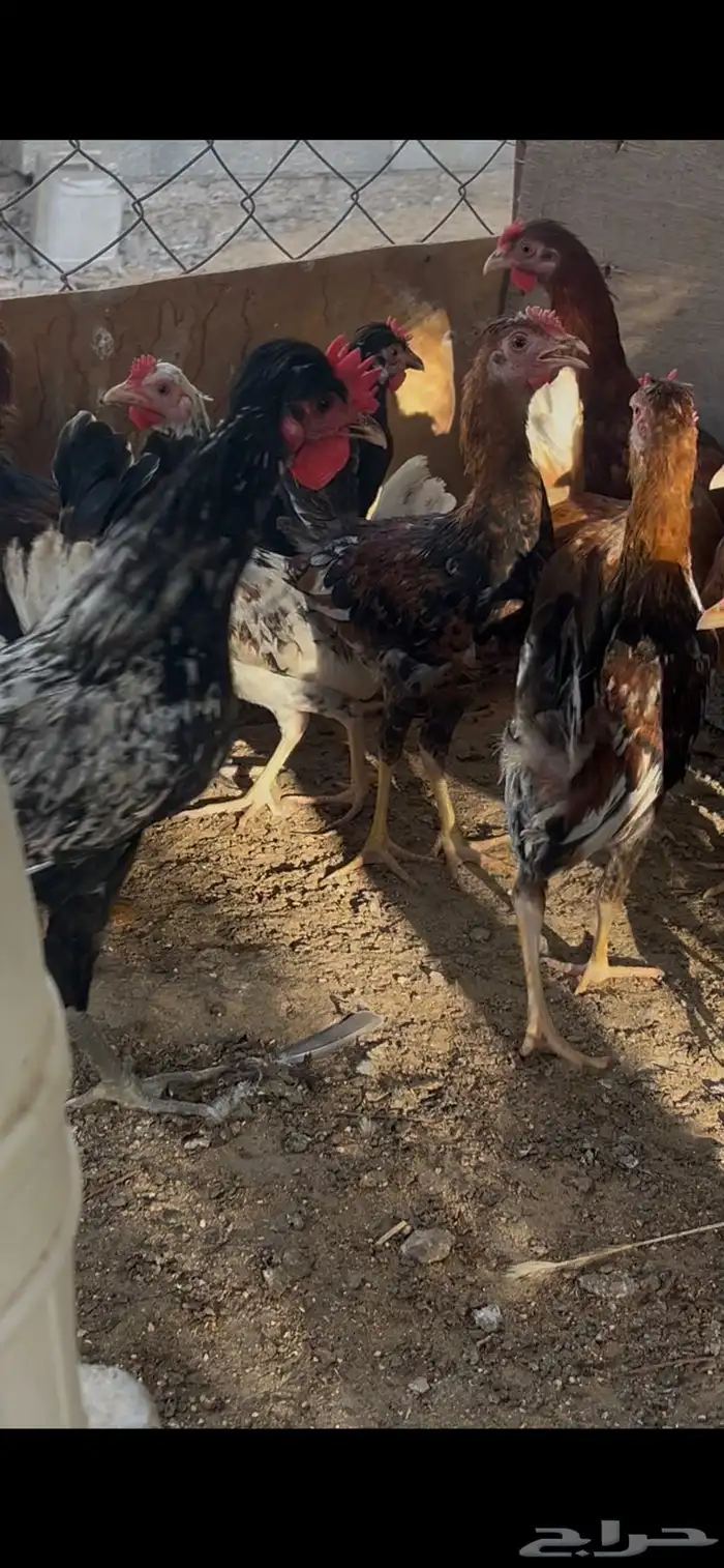سلام عليكم للبيع دياكه صحه ونظافه 1