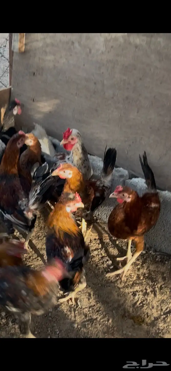 سلام عليكم للبيع دياكه صحه ونظافه 5