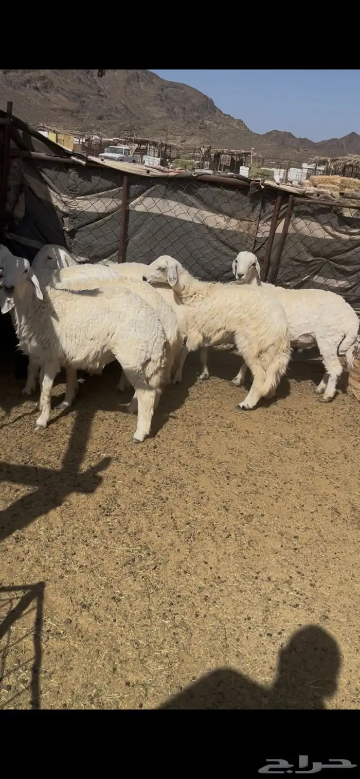 طليان شحم وطرف 9