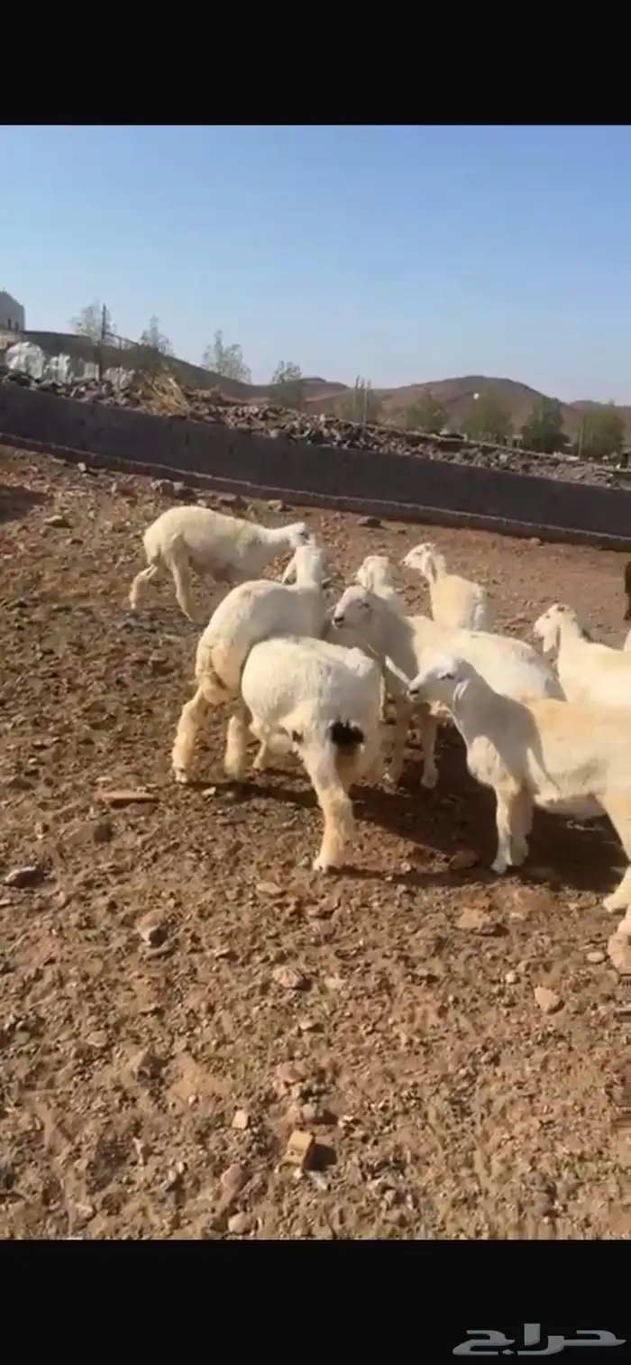 طليان نضيفه العدد 21 1