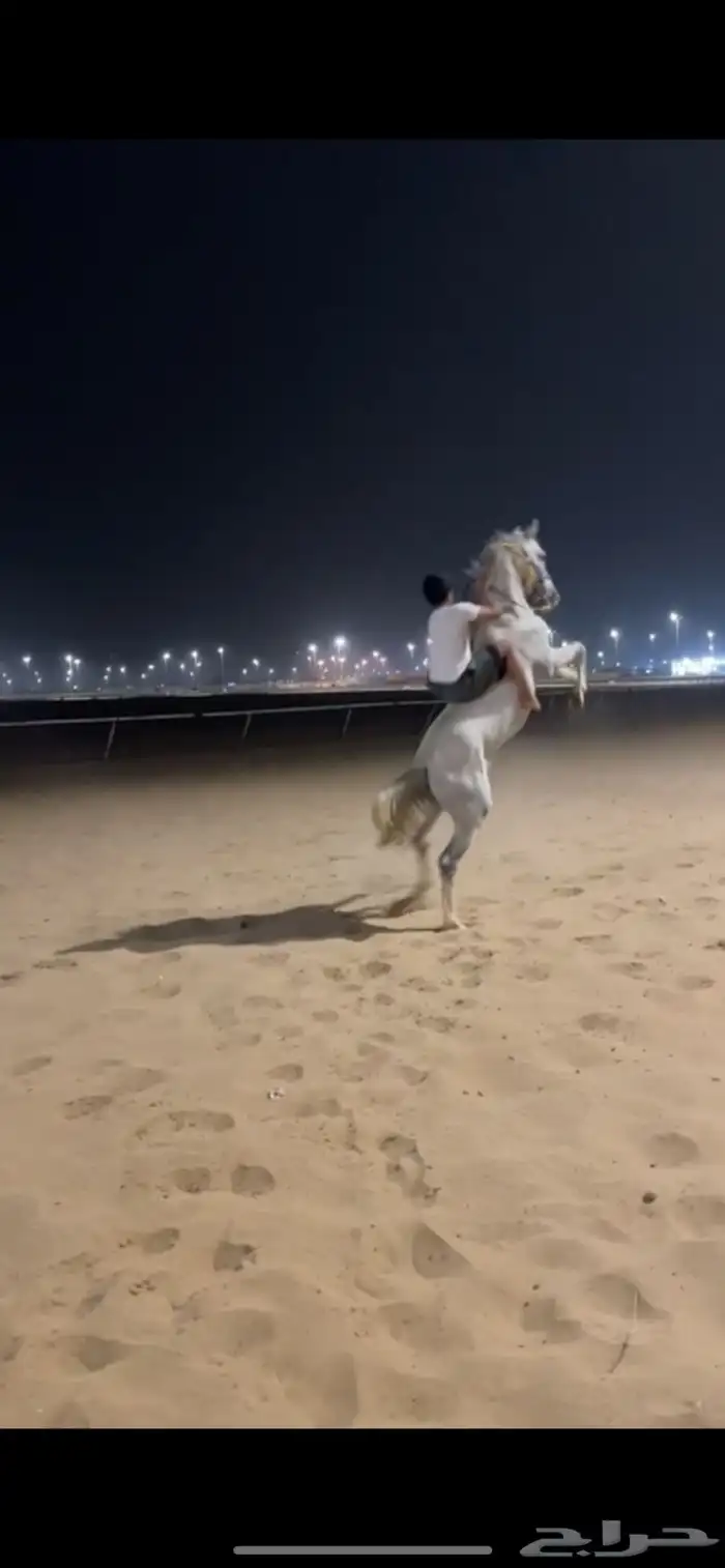 حصان بطل حار 1