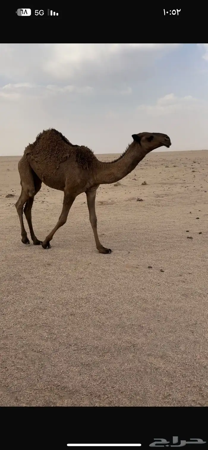 بكره صفرا كفو 1