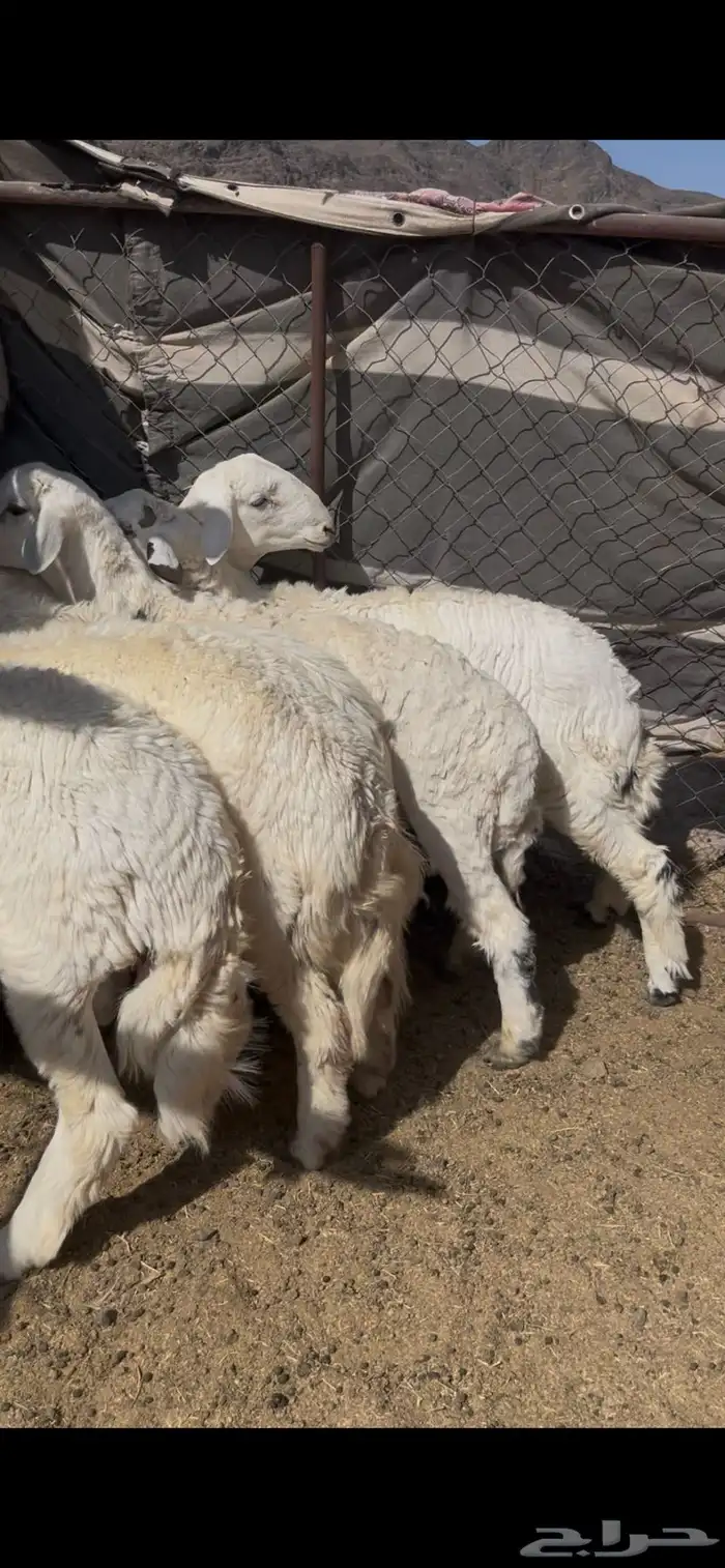 طليان شحم وطرف 3