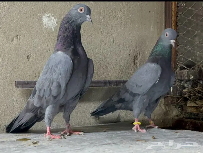 حمام باكستاني 0