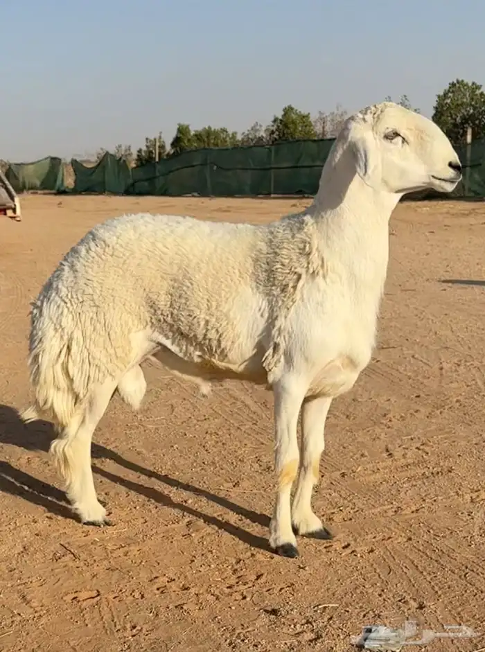 فحل ثني خصم وبره رقم 1 كامل الشروط فحل نادر 3