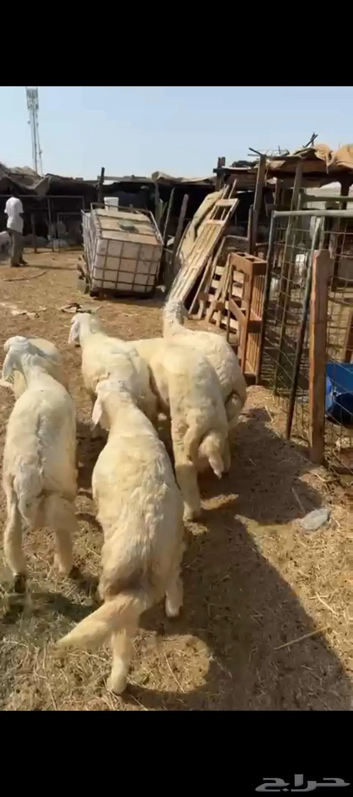 طليان حرية فاخر للبيع في الحرازات 3