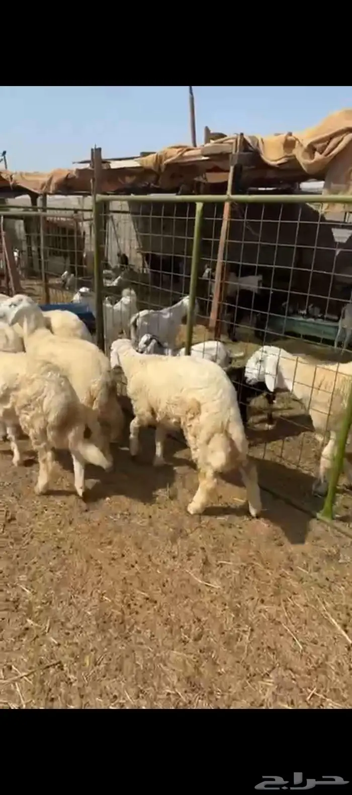 طليان حرية فاخر للبيع في الحرازات 0