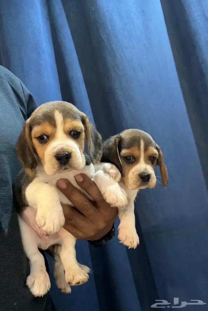 جراوي بيقل 2