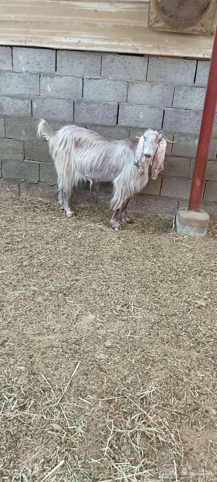 عنز صافه جرمها طيب دفيع شرط بالأحساء 3