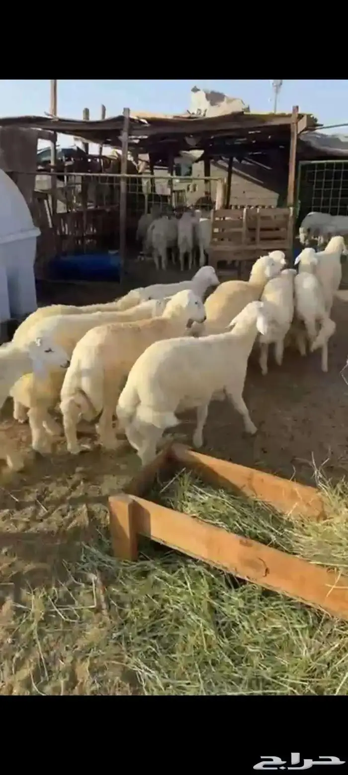 طليان حرية فاخر للبيع في الحرازات 1