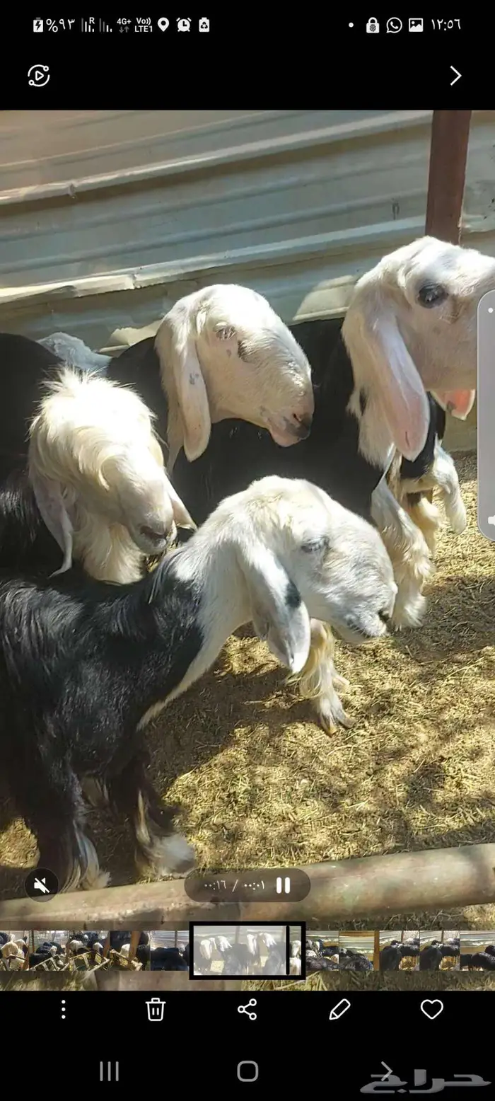 رخل نجدية للبيع إنتاجها كفو 0