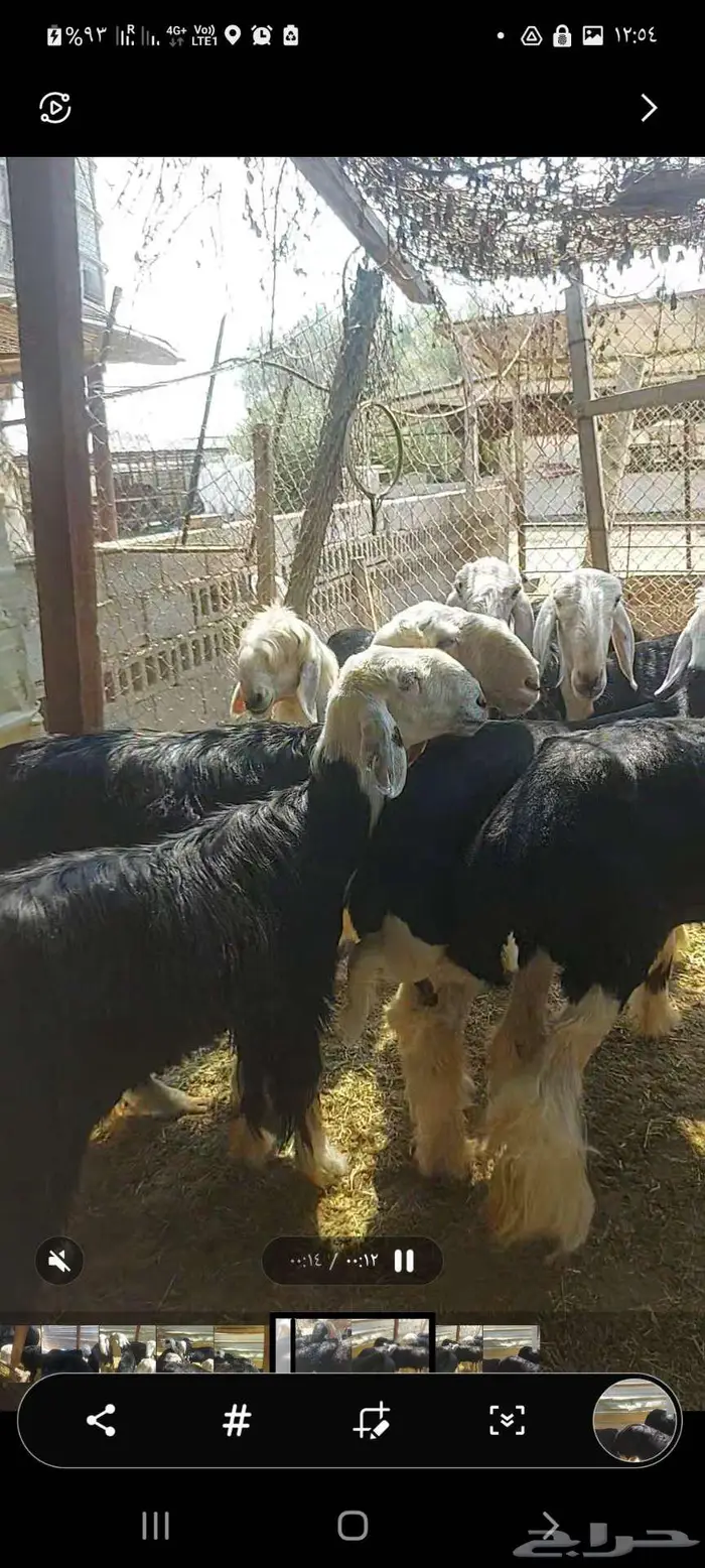 رخل نجدية للبيع إنتاجها كفو 5