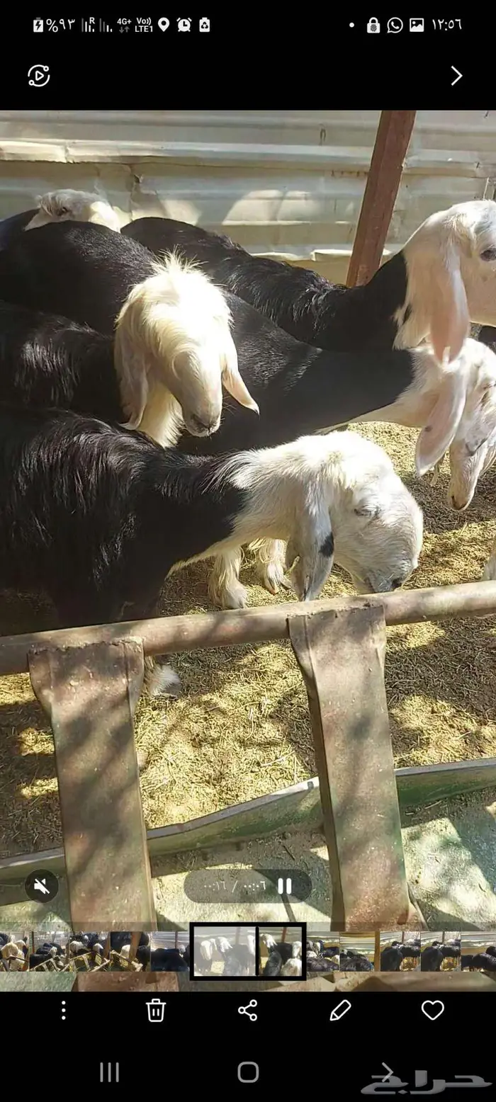 رخل نجدية للبيع إنتاجها كفو 3