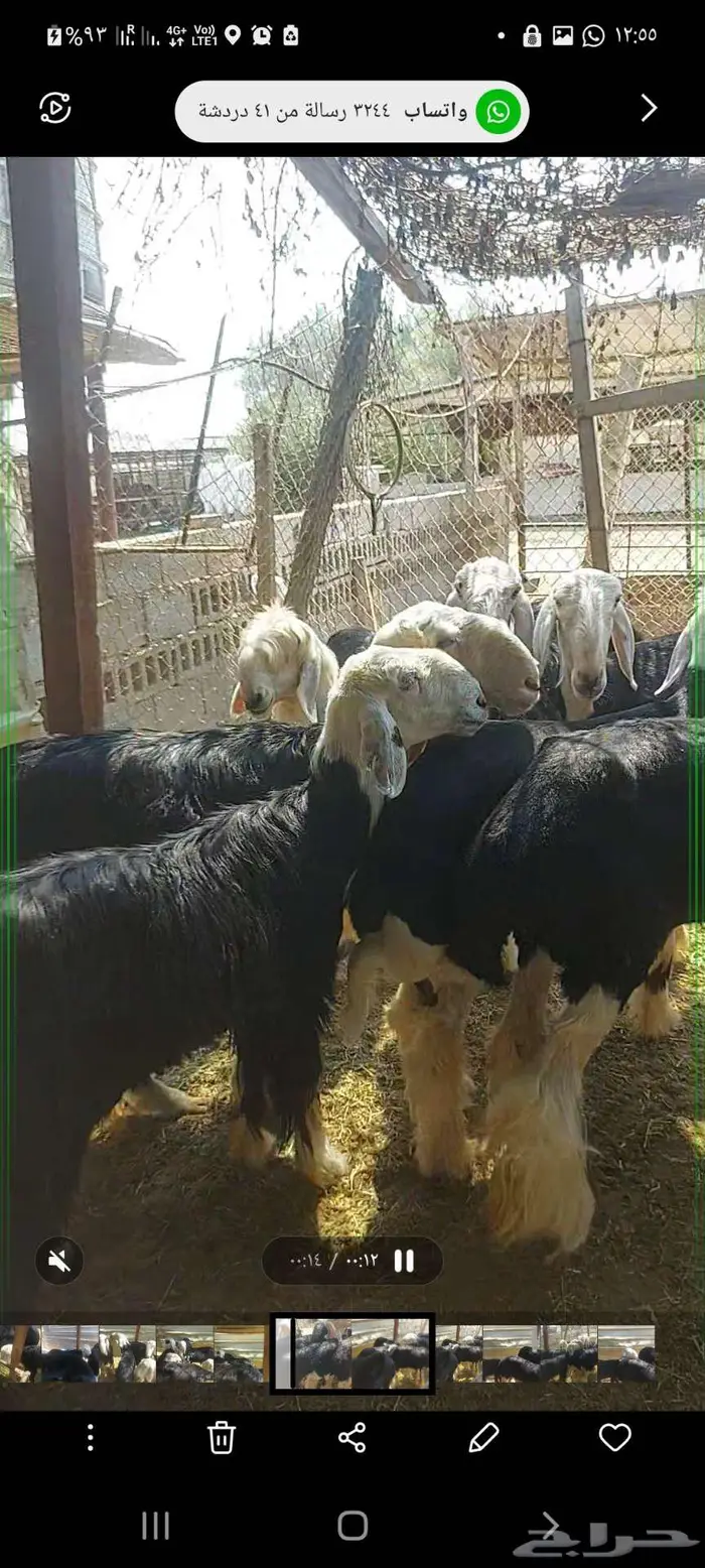 رخل نجدية للبيع إنتاجها كفو 4