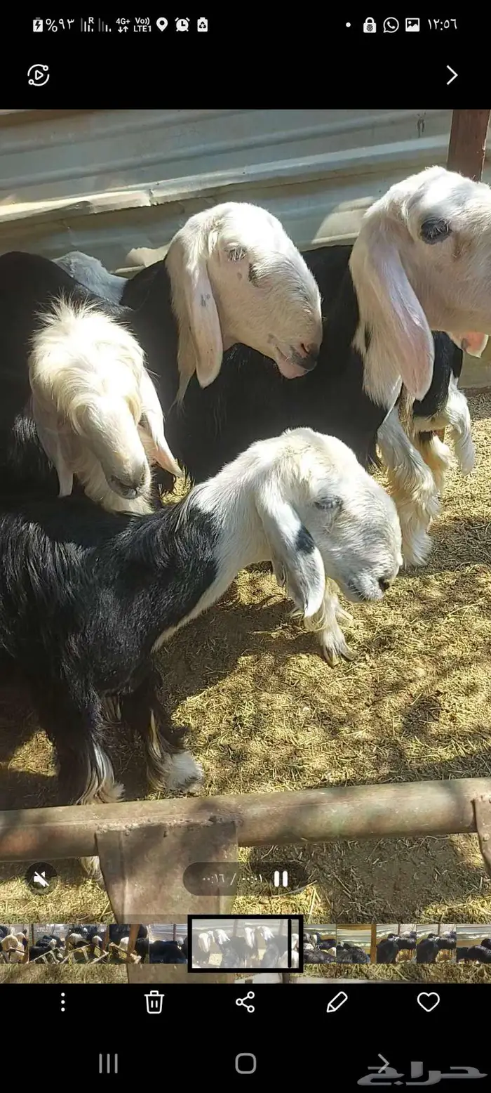 رخل نجدية للبيع إنتاجها كفو 2