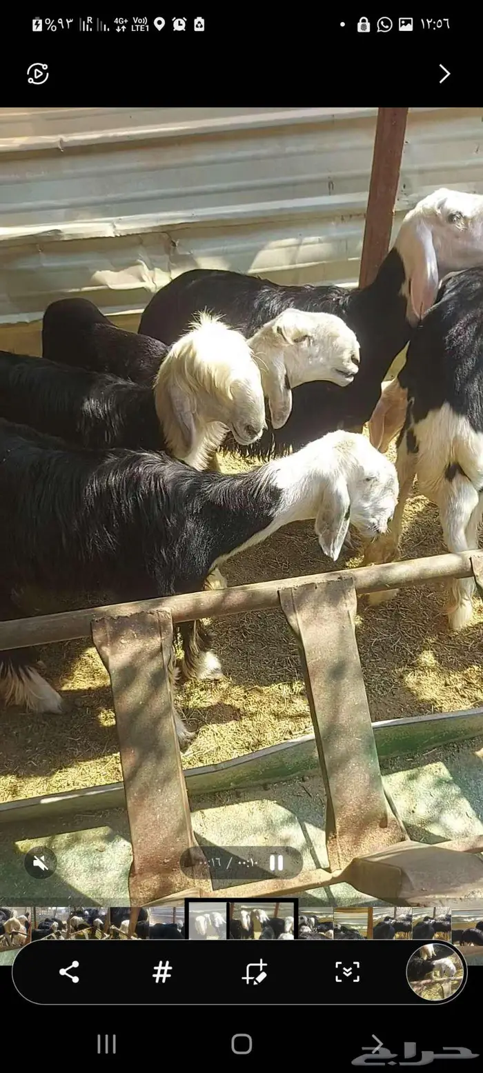 رخل نجدية للبيع إنتاجها كفو 1
